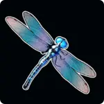 Libellule